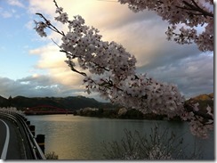 桜周回コース１