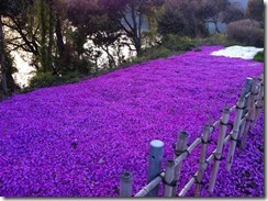 芝桜２