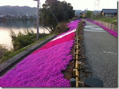芝桜１