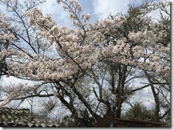 IMG_1937
