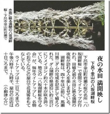 八坂湖畔桜記事