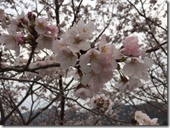 IMG_1205