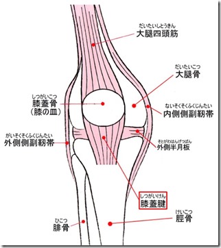 膝筋肉