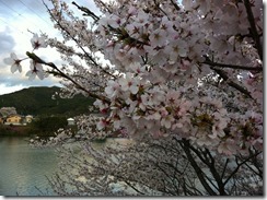 桜周回コース２