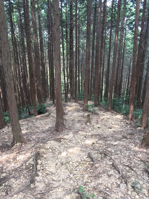 登山&トレラン