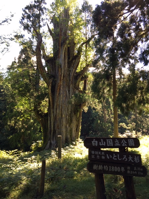 銚子ヶ峰登山