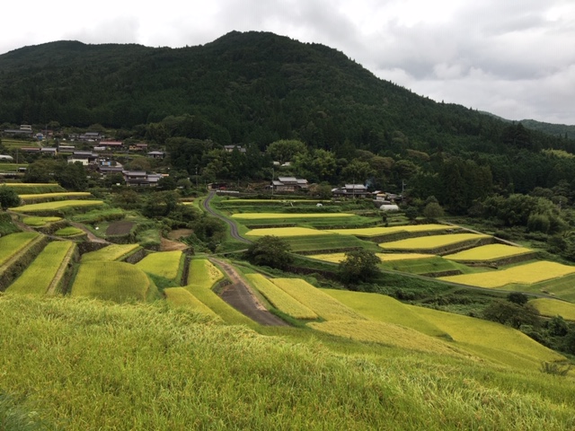 坂折棚田