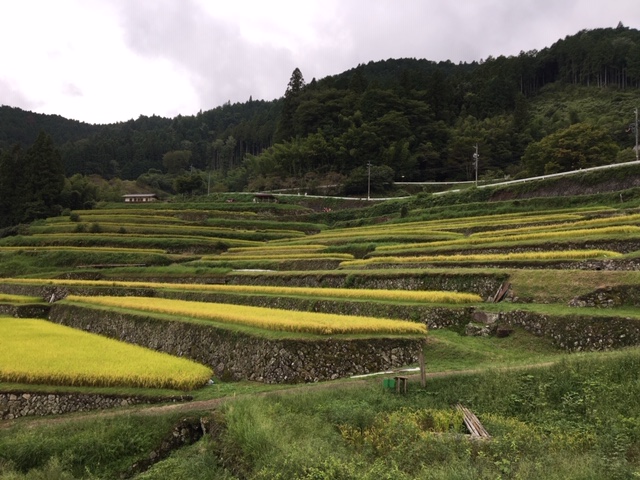 坂折棚田