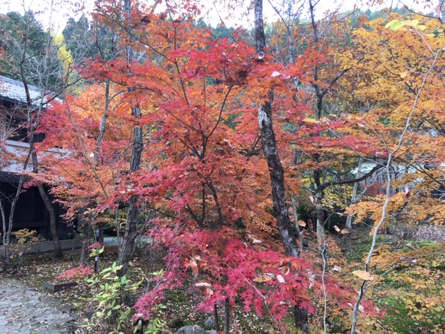 紅葉ラン
