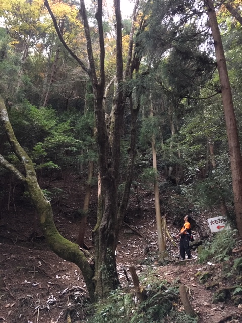 大矢田神社トレラン