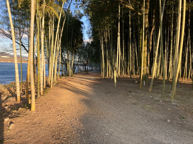 木曽川渡し遊歩道竹林