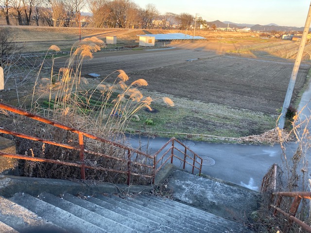 木曽川渡し遊歩道竹林