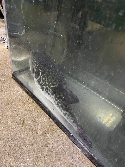 フグ料理