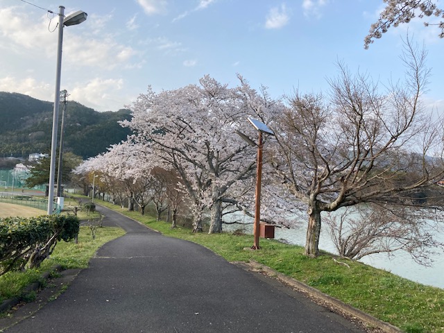 花見ラン