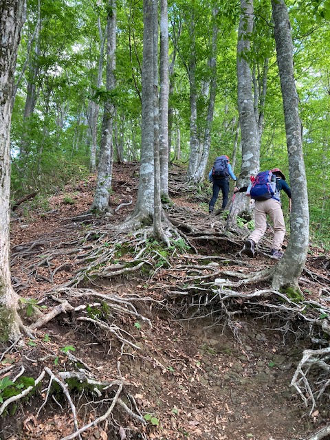 大日ヶ岳登山