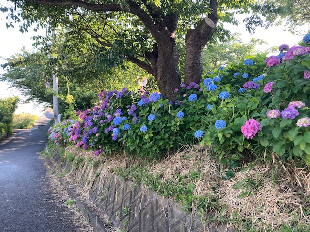 さい川さくら公園ラン