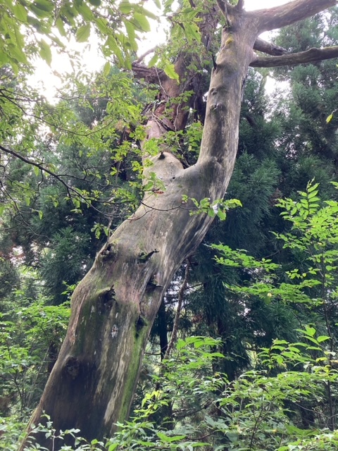 銀杏峰登山