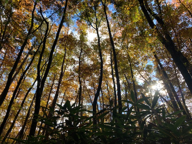 巌立峡紅葉