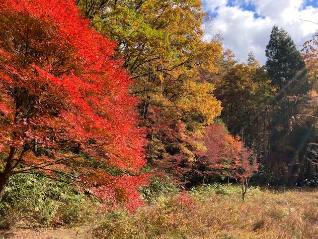 巌立峡紅葉