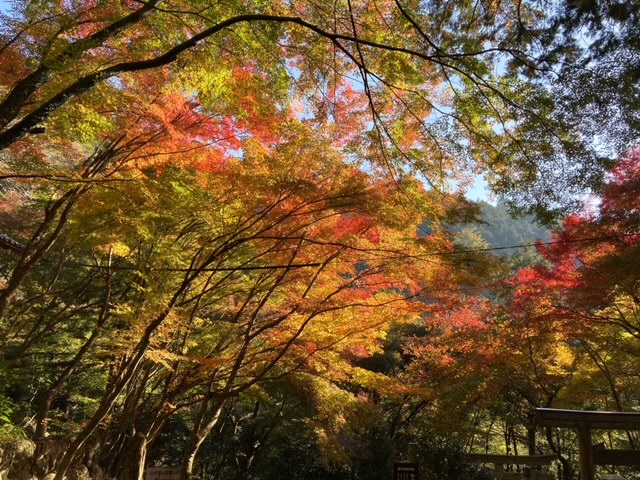 大矢田神社モミジ